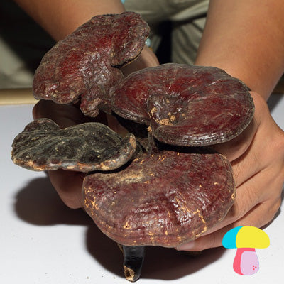 reishi mushroom