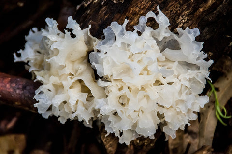 tremella mushroom fruiting body