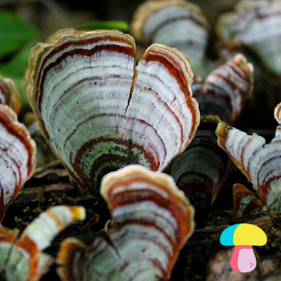 turkey tail mushroom