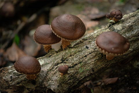 wild shiitake mushroom fruiting bodies