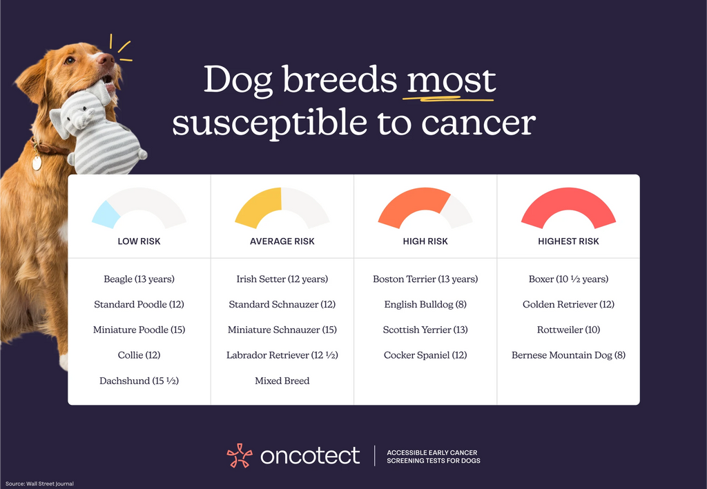 Dog Breeds Most Susceptible to Cancer