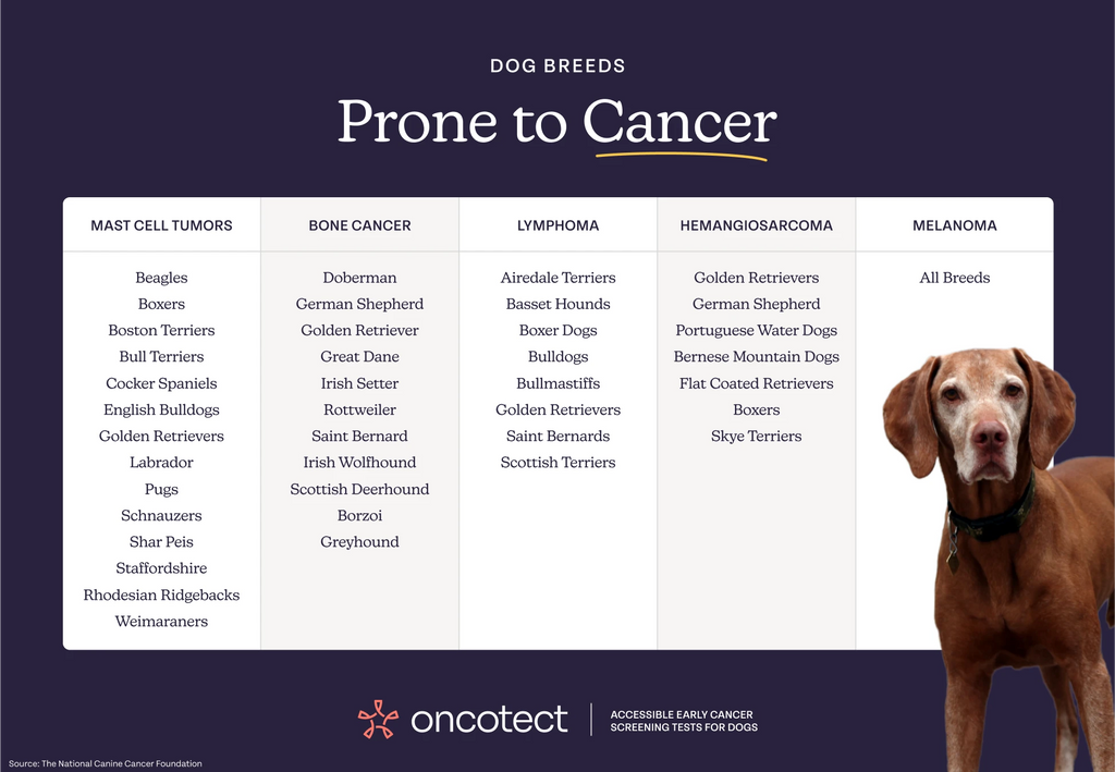 Dog Breeds Prone to Different Cancers