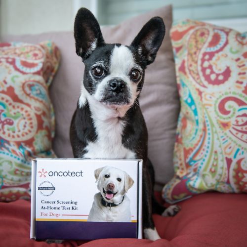 Dog with 'Cancer Screening At-Home Test Kit for Dogs' on colorful couch.