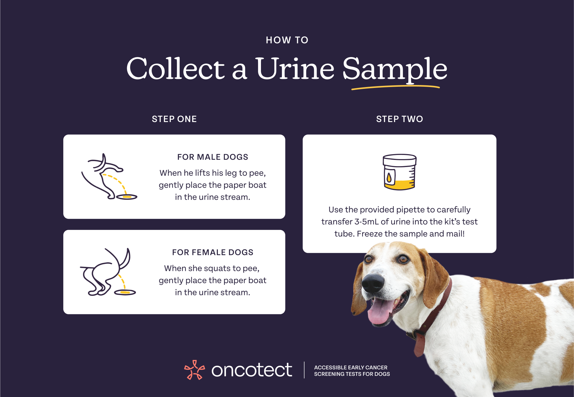 how do you get a urine sample from a female dog