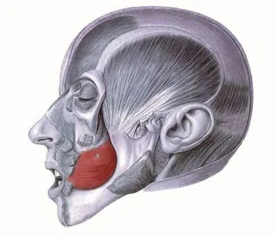 A diagram showing the location of the buccinator muscle, the muscle used when swallowing incorrectly.