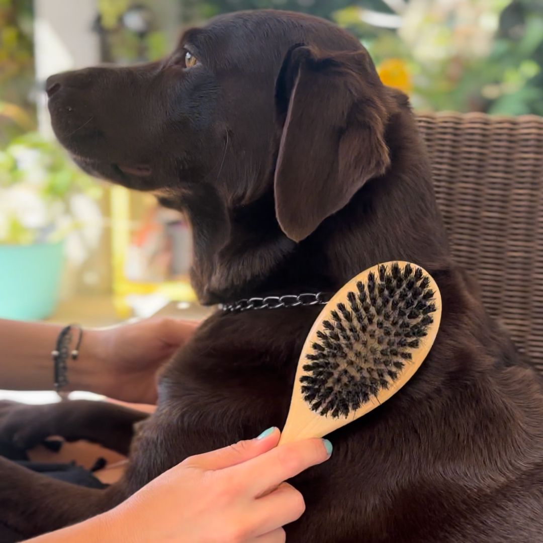 Bamboo Palm Boar Bristle Brush For Dogs And Cats - Peluditos –  PeluditosPetStore