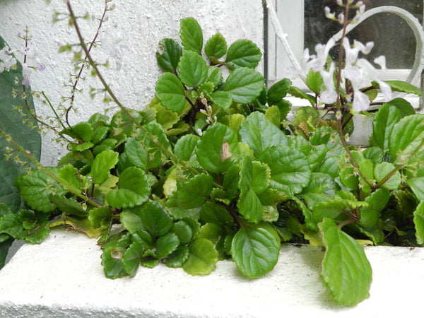 Plante d'argent - Idée Cadeau Crémaillère