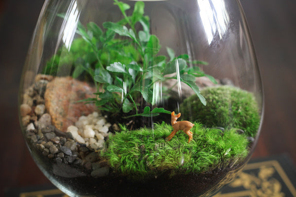 Préparation de votre Terrarium - Idée Cadeau Noel DIY