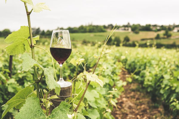 Dégustation de Vin dans les Vignobles - Idée Cadeau Papa 50 Ans