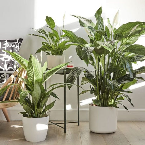 Idée cadeau pour les beaux parents avec Plante d'intérieur élégante