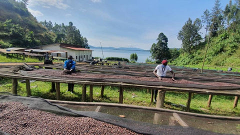 camas de secado de café en Ruanda