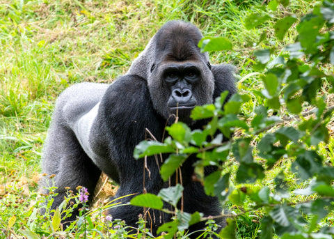 gorila de montaña cafe ruanda
