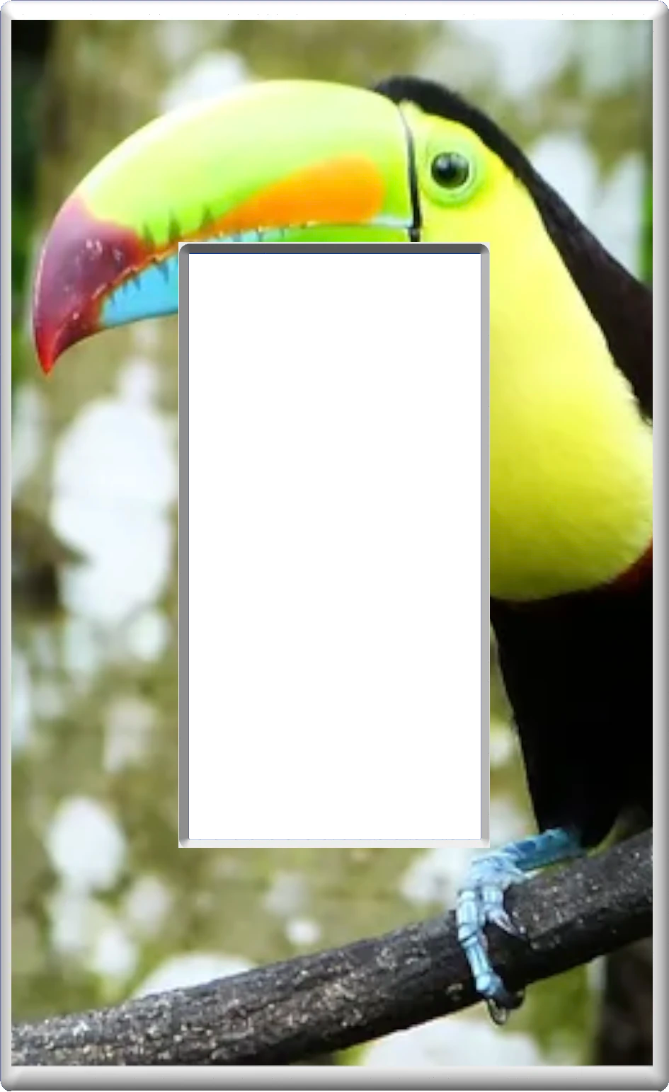 Toucan design on a Glow Covers Home Decor Night Light Wall Plate - Delight in the Light and See in the Dark