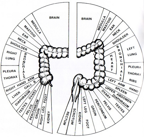 Intestine Iris Map