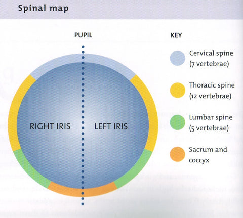 Spinal Map