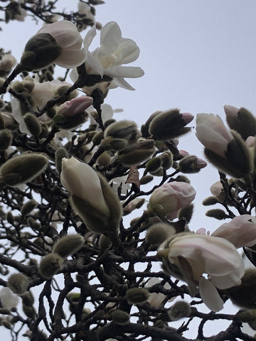 Star Magnolia