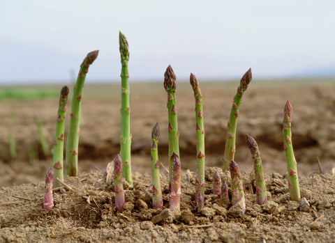 Asparagus and Neem Oil