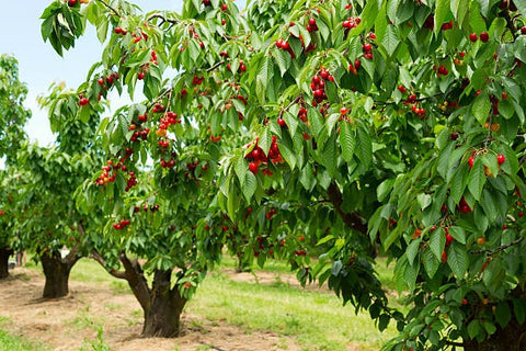 ISTRUZIONI PER L'USO DELL'OLIO DI NEEM - CILIEGIO