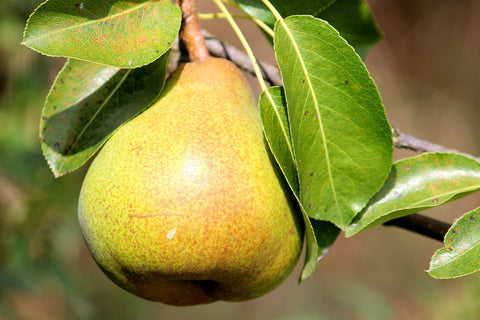 Neem Oil on Pear Trees