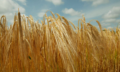 Neem Oil on Barley