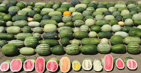 Neem oil for watermelon