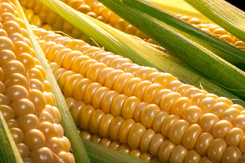 Neem oil on corn