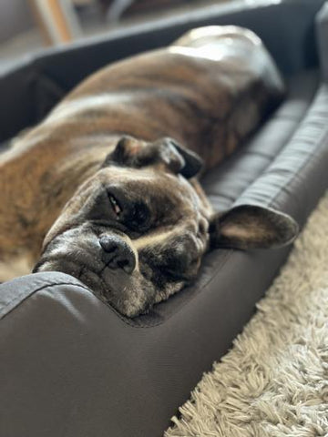 Der Hund liegt auf Filipkis Bett