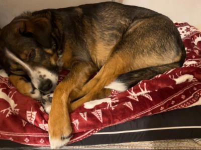 Der Hund schläft auf Rosas Hundebett