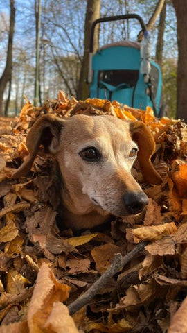 Der Hund liegt im Laub