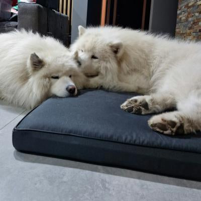 Zwei Hunde liegen auf dem Hundebett Rosa 10 cm