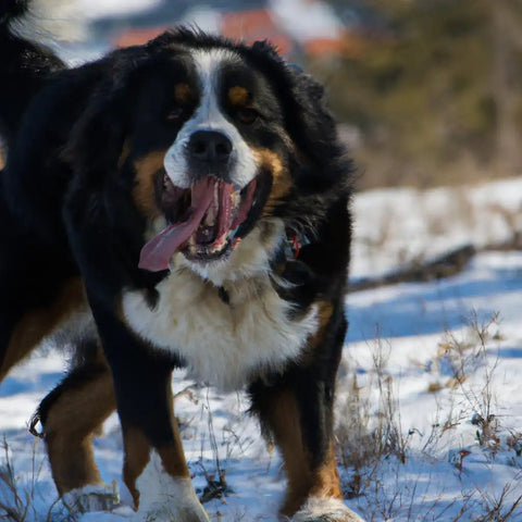 Berner Sennenhund beim Spaziergang