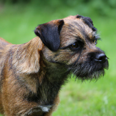 border terrier