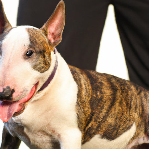 bullterrier