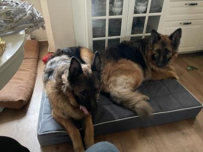 zwei Deutsche Schäferhunde auf Mikas Hundebett