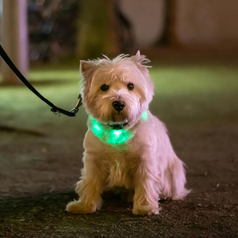 leuchthalsband für Haustier