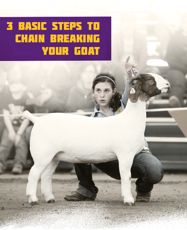 3 Basic Steps to Chain Breaking your Goat