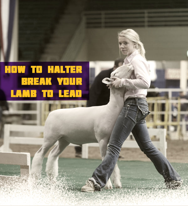 How to Halter Break your Lamb to Lead