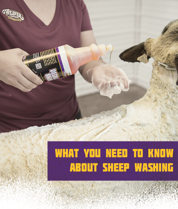 How to Wash a Sheep