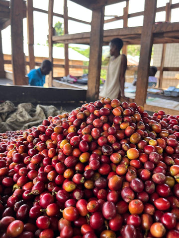 red coffee cherries