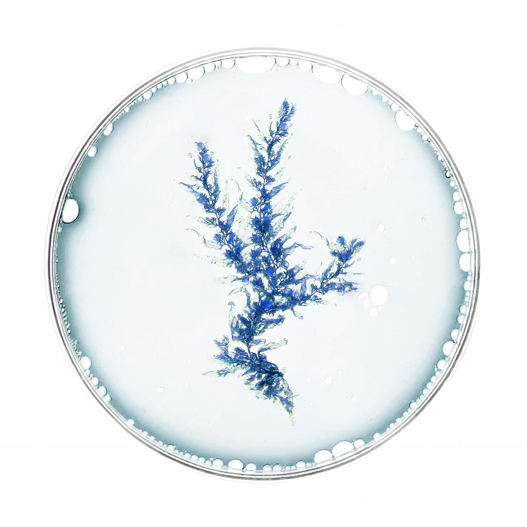 Alga de color azul en placa de muestra