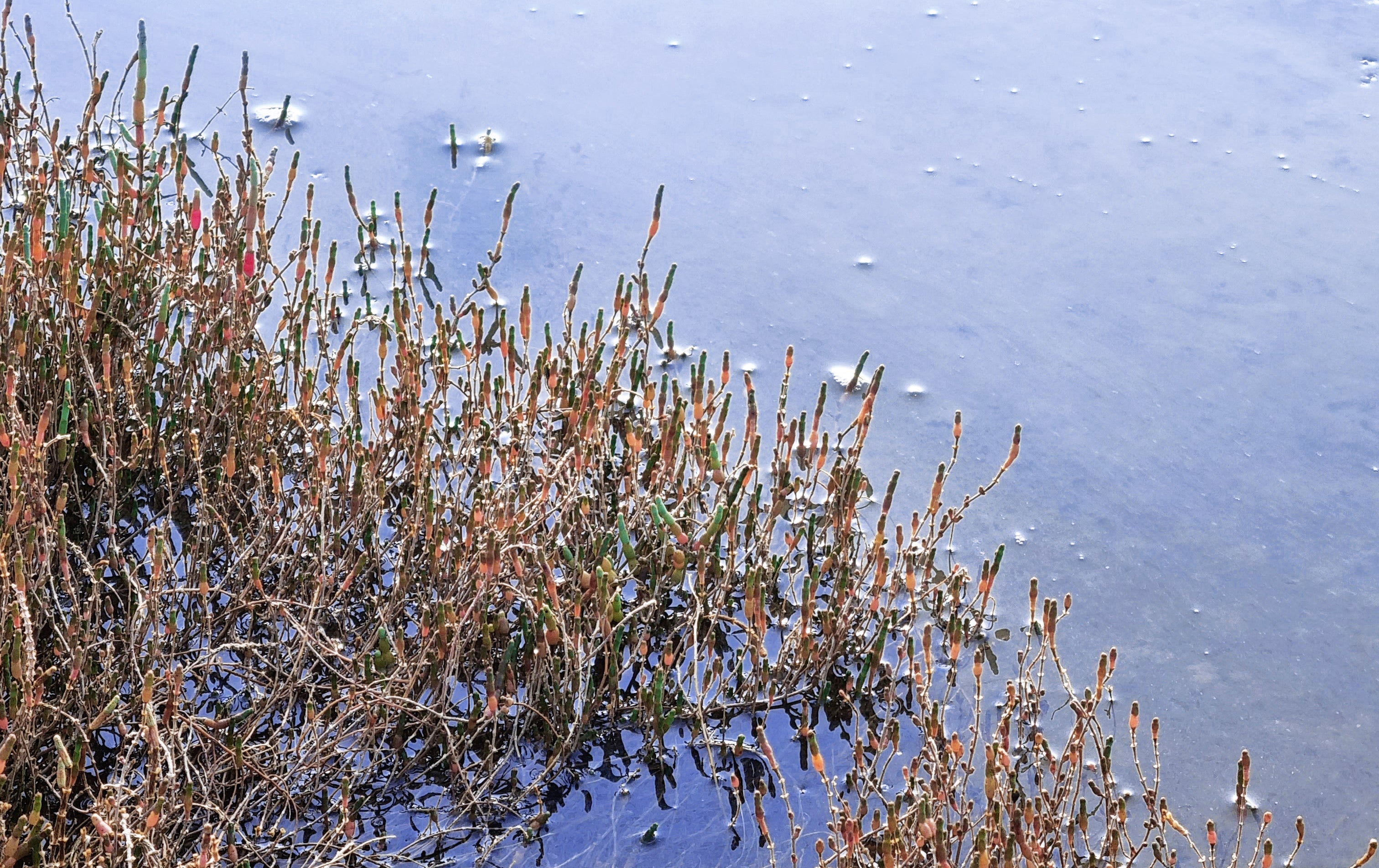 Salicornia medio sumergida por el agua del mar.