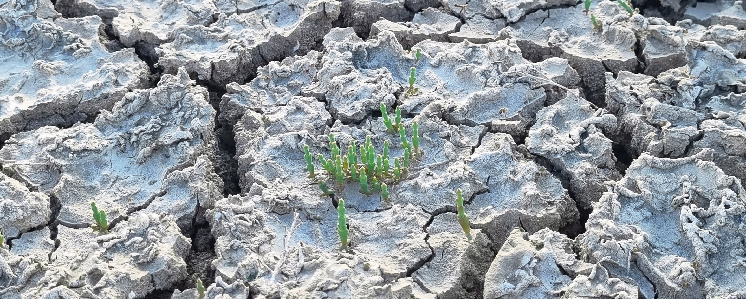 Salicornia brotando de un suelo seco y quebrado por el calor, pero llena de vida pese a las duras condiciones.