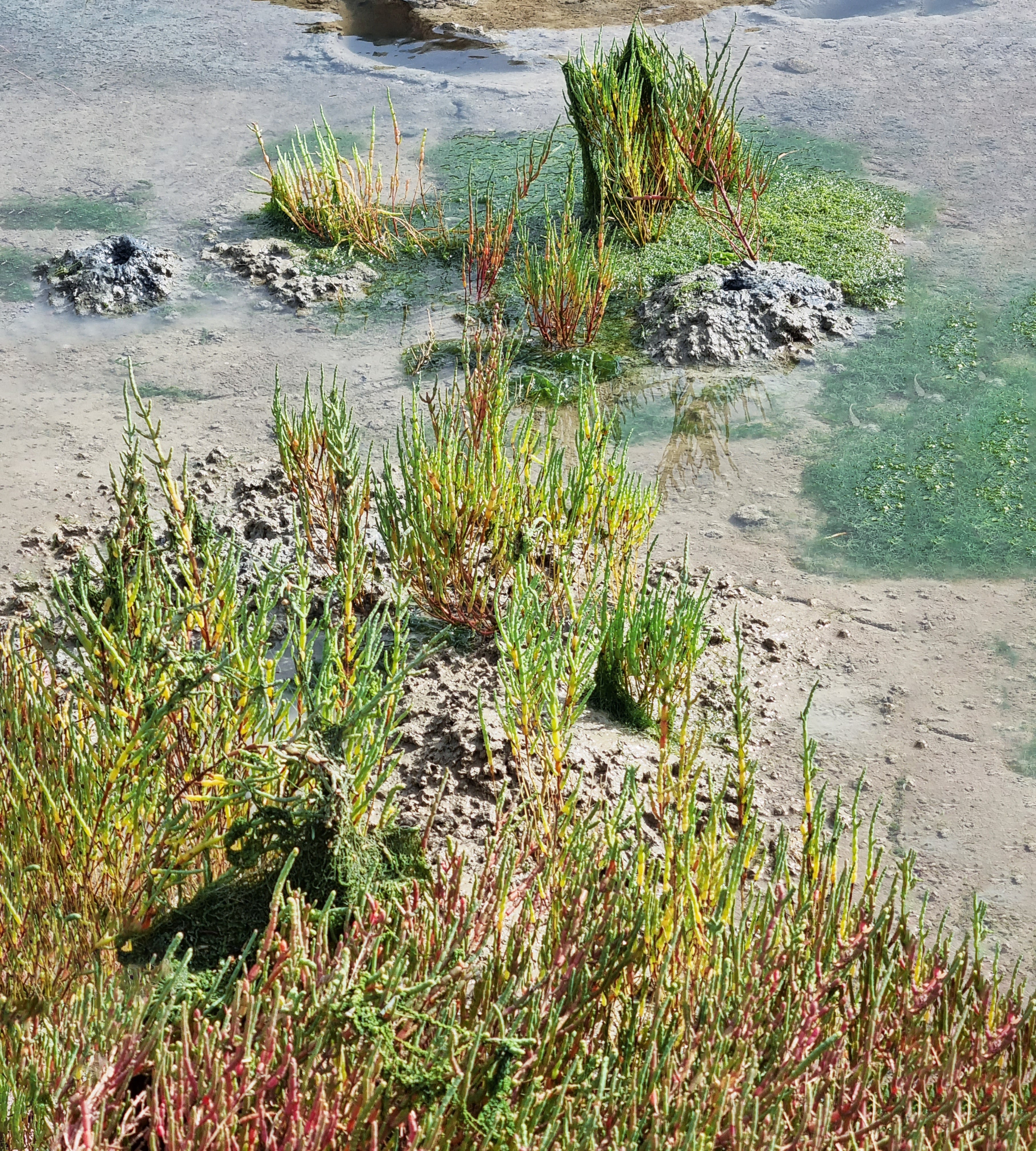 Orilla de un canal de la marisma donde crecen salicornias.