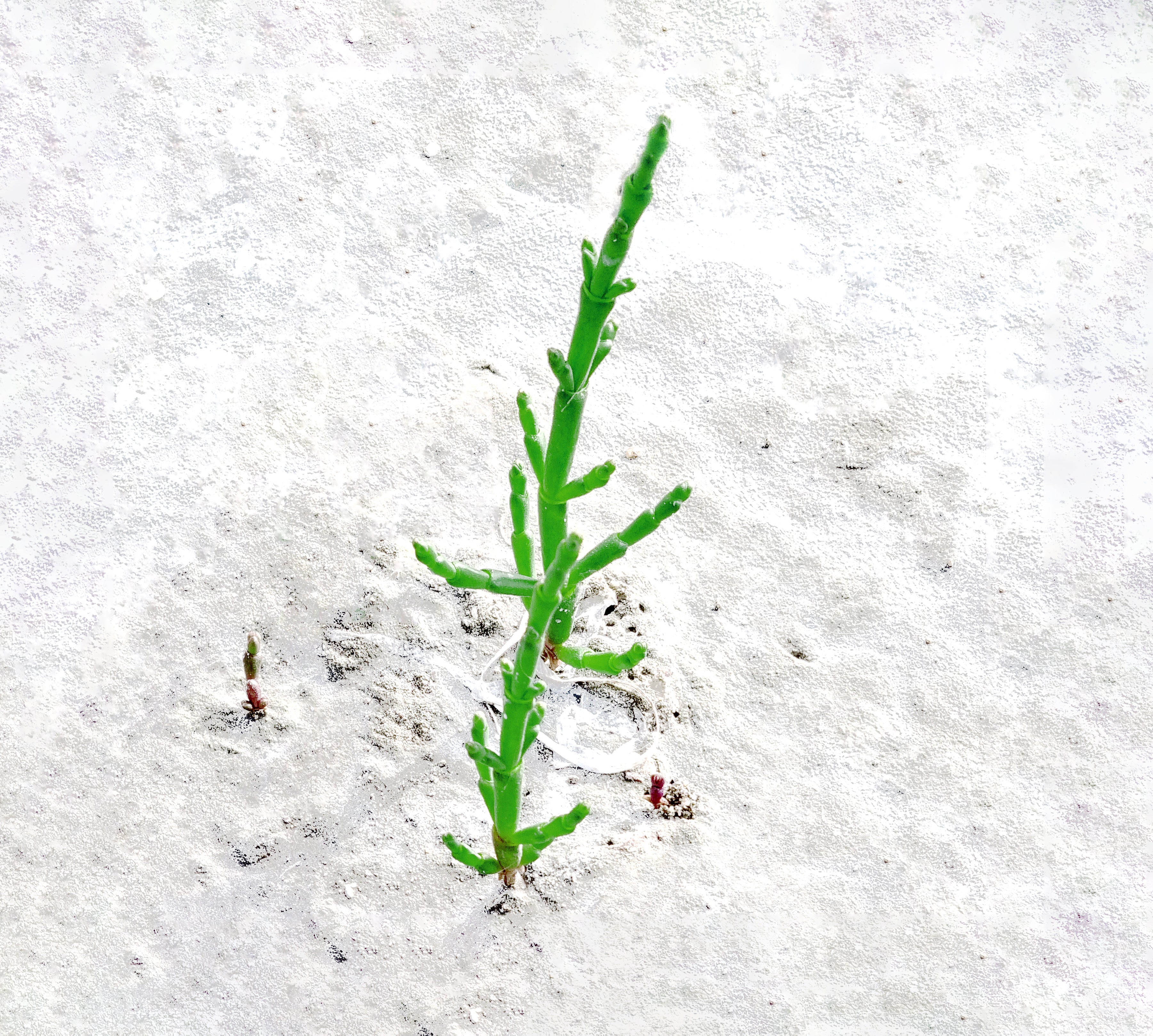 Dos brotes de salicornia que nacen entre la arena.