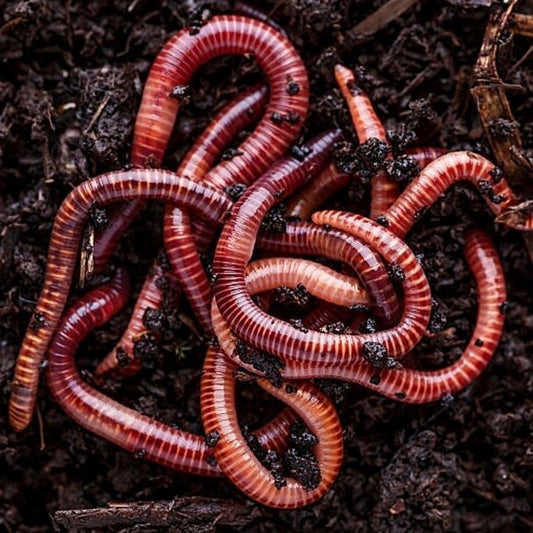Gulp Earthworms, red wiggler, brown