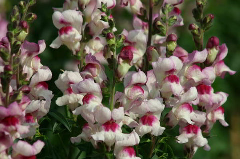 Antirrhinum Lucky Lips