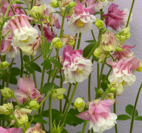 Aquilegia Pink Petticot