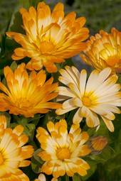 Calendula Flowers