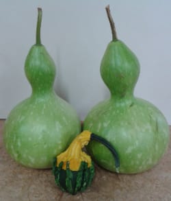 Harvested gourds