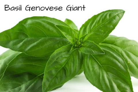 Basil Genovese Giant